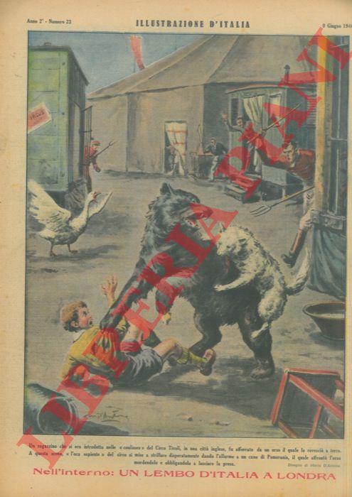 D'ANTONA Mario - - Un ragazzino che si era introdotto nelle 'coulisses' del Circo Tivoli, in una citt inglese, fu afferrato da un orso il quale lo rovesci a terra. A questa scena, 'l'oca sapiente' del circo si mise a strillare disperatamente dando l'allarme a un cane di Pomerania, il quale affront l'orso mordendolo e obbligandolo a lasciare la presa.
