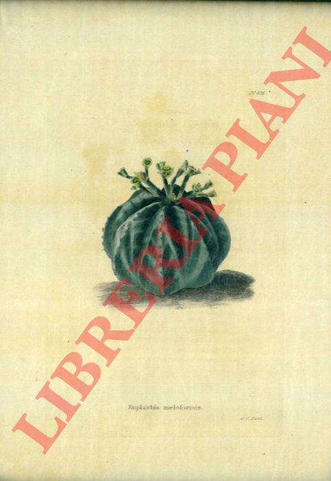 - - Due litografie a colori (Cactus stellatis ed Euphorbia melophormis).