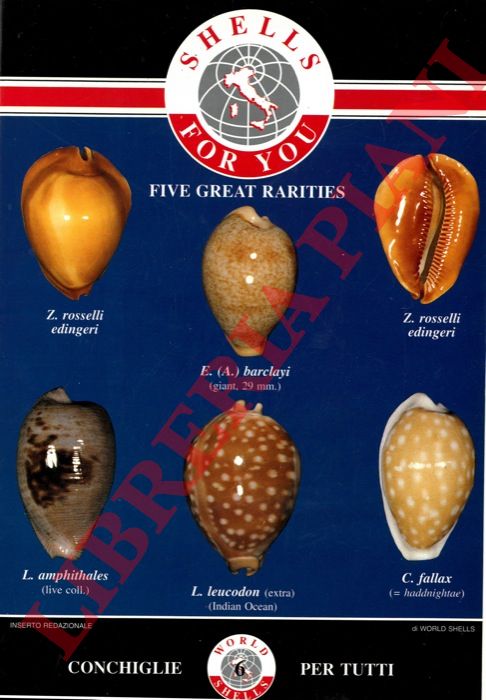 (RAYBAUDI MASSILIA Luigi) - - Shells for you