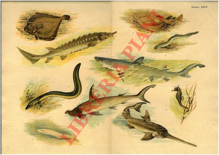 - - Pescecane, pesce martello, cavalluccio marino, storione, torpedine, ecc.