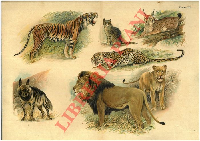 - - Leone, tigre, leopardo, lince, gatto, ecc.