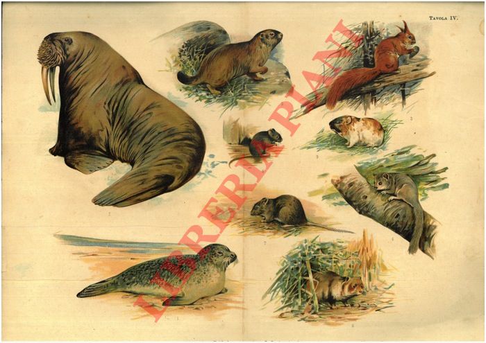 - - Tricheco, foca, scoiattolo, ghiro, marmotta, criceto, ecc.
