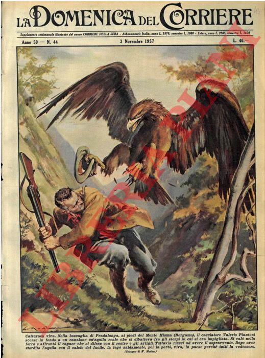 MOLINO W. - - Un cacciatore catturava un'aquila reale nella boscaglia di Pradalunga (BG) e la portava, viva, in paese.