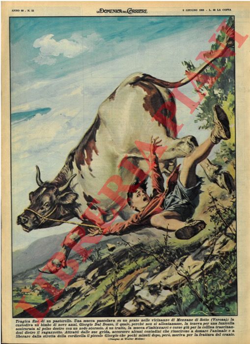 MOLINO W. - - A Mezzane di Sotto (VR) un bimbo veniva trascinato da una mucca imbizzarrita a cui si era legato perch non si allontanasse e perdeva la vita.