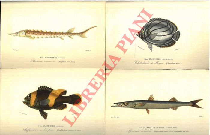 - - Animali (riproduzioni su cartoncino di stampe dell'800) : Pesci vari (razza, pesce spada, triglia, cwefalo, stroioine pesce ragno