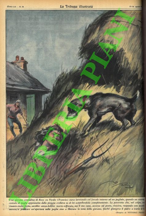 PISANI Vittorio - - Una giovane contadina di Rosy en Pordic (Francia) stava lavorando col forcale intorno ad un pagliaio, quando un enorme cumulo di paglia appesantita dalla pioggia crollava su di lei seppellendola completamente. La poveretta che, nel colpo, era rimasta anche ferita, sarebbe senza dubbio morta soffocata, ma il suo cane, accorso sul posto, riusciva, raspando con accanimento, a praticare un'apertura nella paglia sino a liberare la testa della giovane, finch giungeva il padre a trarla di l