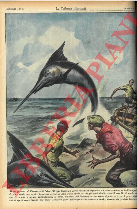 PISANI Vittorio - - Alcuni pescatori di Pietranera di Palmi (Reggio Calabria) erano riusciti ad arpionare e a tirare a bordo un bell'esemplare di pesce spada, ma mentre tornavano a riva un altro pesce spada - che pi tardi risult essere il maschio di quello ucciso - si mise a seguire disperatamente la barca...schizzava fuori dall'acqua e cos