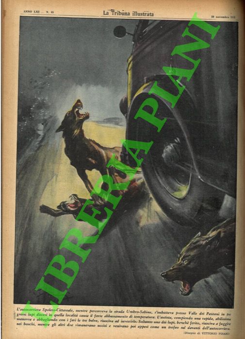 PISANI Vittorio - - L'autocorriera Spoleto-Cittareale, mentre percorreva la strada Umbro-Sabina, s'imbatteva presso Valle dei Pantani in tre grossi lui discesi in quella localit causa il forte abbassamento di temperatura. L'autista, compiendo una rapida, abilissima manovra e abbagliando con i fari le tre belve, riusciva ad investirle.