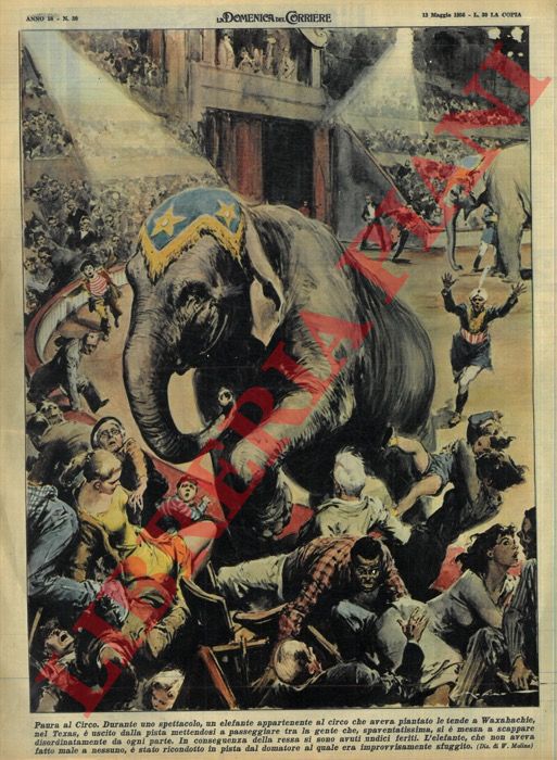 MOLINO W. - - Durante uno spettacolo, un elefante appartenente al circo usciva dalla pista mettendosi a passeggiare tra la gente.