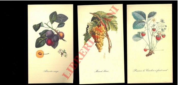 - - La tavolozza della natura. Frutti.