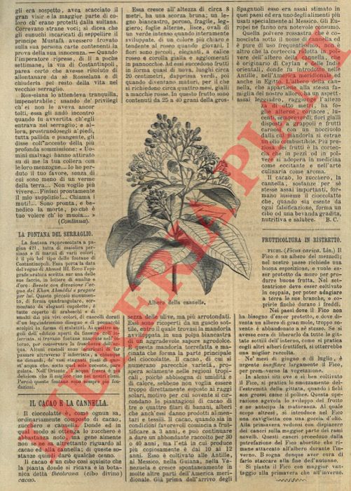 - - Il cacao e la cannella. (L'albero della cannella).