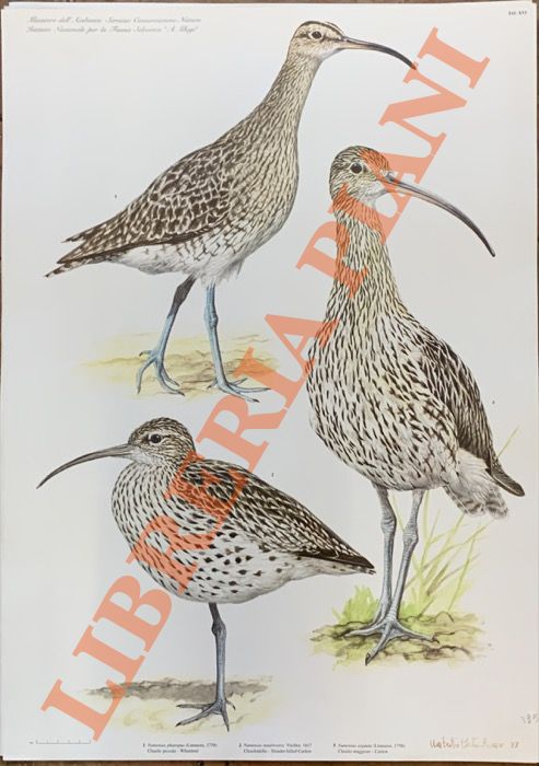 CATALANO Umberto - - Chiurlo piccolo (Numenius phaeopus), Chiurlottello  (N. tenuirostris) Chiurlo maggiore (N. arquata)