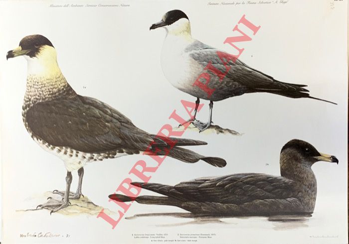 CATALANO Umberto - - Labbo codalunga (Stercorarius lungicauda), S. mezzano (S.pomarinus).