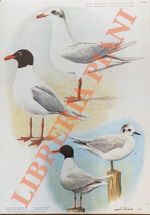 CATALANO Umberto - - Gabbiano corallino (Larus melanocephalus), Gabbianello (Larus minutus), .
