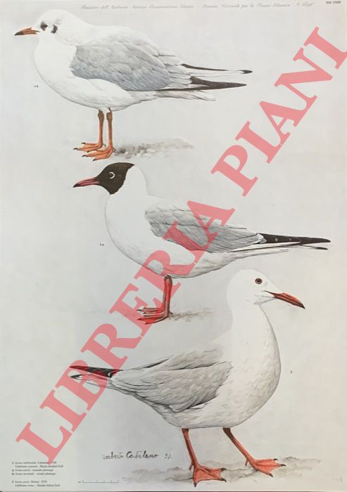 CATALANO Umberto - - Gabbiano comune (Larus ridibundus), G. roseo (L. generi)