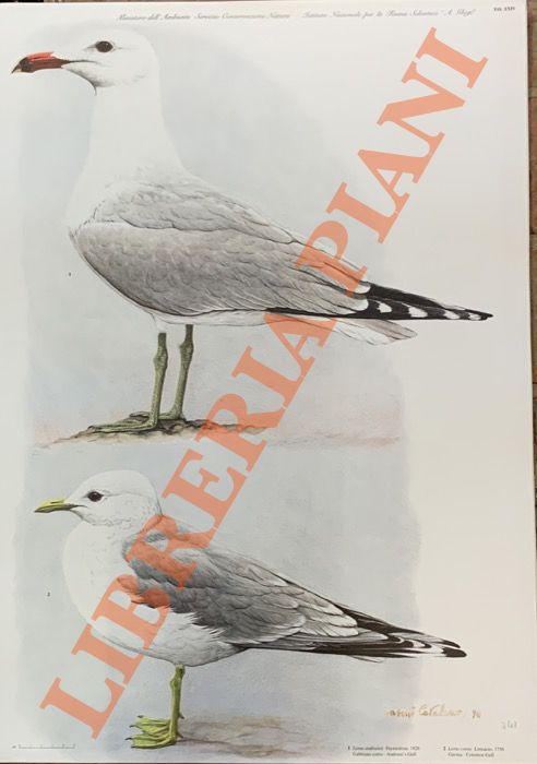 CATALANO Umberto - - Gabbiano corso (Larus audouinii), Gavina (Larus canus).