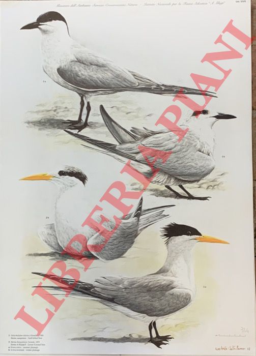 CATALANO Umberto - - Sterna zampenere (Gelochelidon nilotica), Sterna di Ruppell (S. bengalensis).