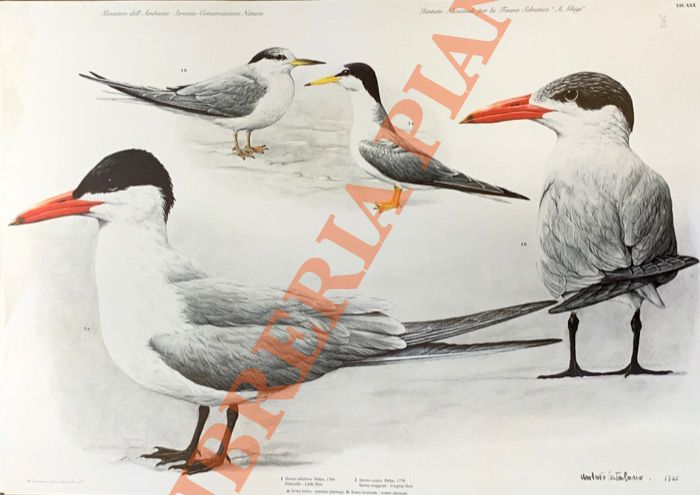CATALANO Umberto - - Fraticello (Sterna albifrons), Sterna maggiore (Sterna caspia).