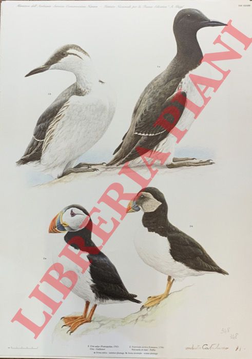 CATALANO Umberto - - Uria (Uria aalge), Pulcinella di mare (Fratercula arctica),