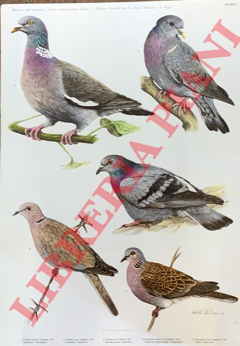 CATALANO Umberto - - Colombaccio (Columba palumbus), Colombella (Columba oenas), Piccione selvatico (Columba livia), Tortora dal collare orientale (Streptopelia decaocto), Tortora (Streptoepelia turtur).