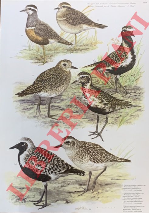 CATALANO Umberto - - Piviere tortolino (Charadrius morinellus), P. dorato (Pluvialis apricaria), Pivieressa (P. squatarola). Livree estive e invernali.