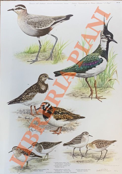 CATALANO Umberto - - Pavoncella gregaria (Vanellus gregarius), Pavoncella (Vanellus vanellus), Voltapietre (Arenaria interpres), Gambecchio nano (Calidris temminckii), Gambecchio (Calidris minuta).