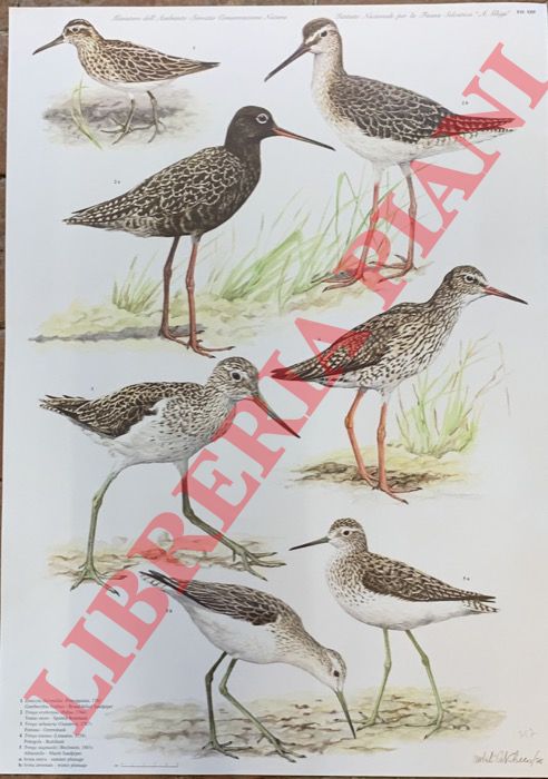 CATALANO Umberto - - Gambecchio frullino (Limicola falcinellus), Totano moro (Tringa erythropus), Pantana (T. nebularia), Pettegola (T. totanus), Albastrello (T.stagnatilis).
