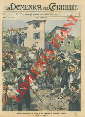 BELTRAME A. - - Tori romagnoli sfilano per strada a Pontecorvo.