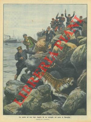 BELTRAME A. - - La caccia ad una tigre fuggita da un serraglio.
