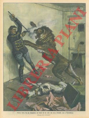 BELTRAME A. - - Feroce lotta fra un domatore, un leone ed un cane.