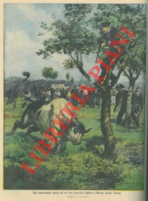 BELTRAME A. - - Carabinieri a caccia di un toro argentino fuggito a Rifredi presso Firenze.