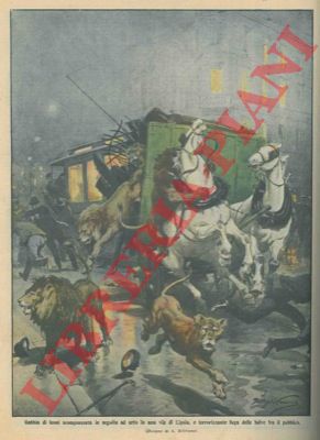 BELTRAME A. - - Gabbia di leoni sconquassata in un incidente: le belve in fuga per le vie di Lipsia.