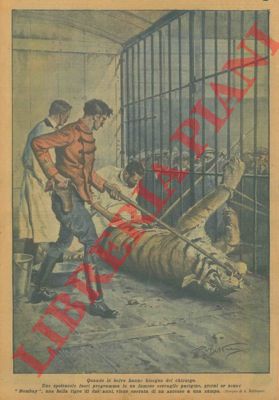 BELTRAME A. - - In un serraglio parigino una bella tigre di due anni viene operata di un ascesso ad una zampa.