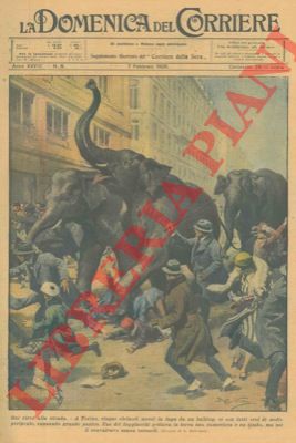 BELTRAME A. - - A Torino, cinque elefanti messi in fuga da un bulldog si sono fatti eroi di molte peripezie, cusando grande panico.