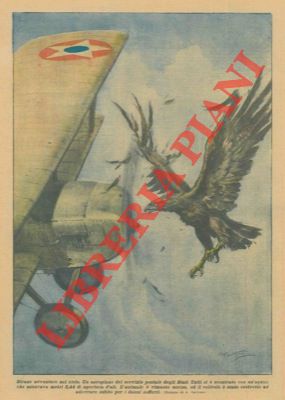 BELTRAME A. - - Un aeroplano si  scontrato con un'aquila che misurava metri 2,44 di apertura d'ali. L'animale  rimasto ucciso, ed il velivolo  stato costretto ad atterrare subito per i danni sofferti.