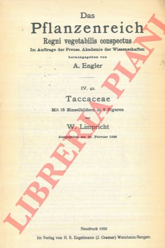 LIMPRICHT W. - - Taccaceae.