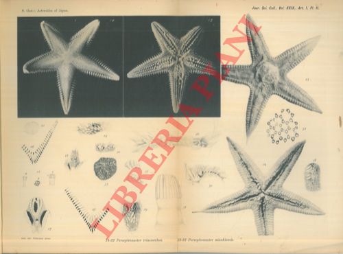 GOTO S(eitaro) - - A descriptive monograph of Japanese Asteroidea.