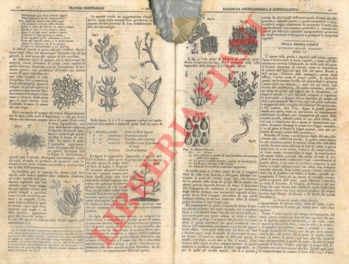 - - Ingrandimenti microscopici. Le spugne e le coralline.