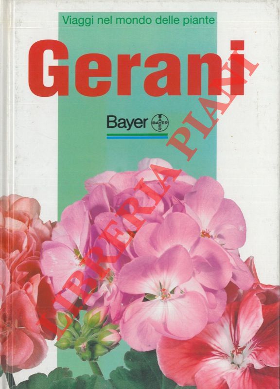 (ANGIULI Eliana) - - Gerani.