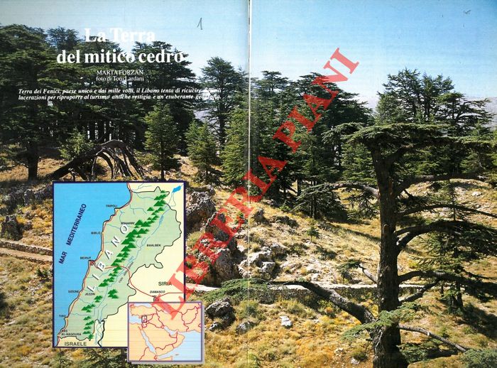 FORZAN Marta - - La Terra del mitico cedro.