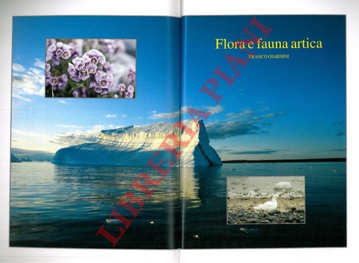 CHELOTTI Luisa - - L'Alta Nubia dove governarono i Faraoni Neri.