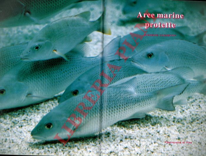 COGNETTI Giuseppe - - Aree marine protette.