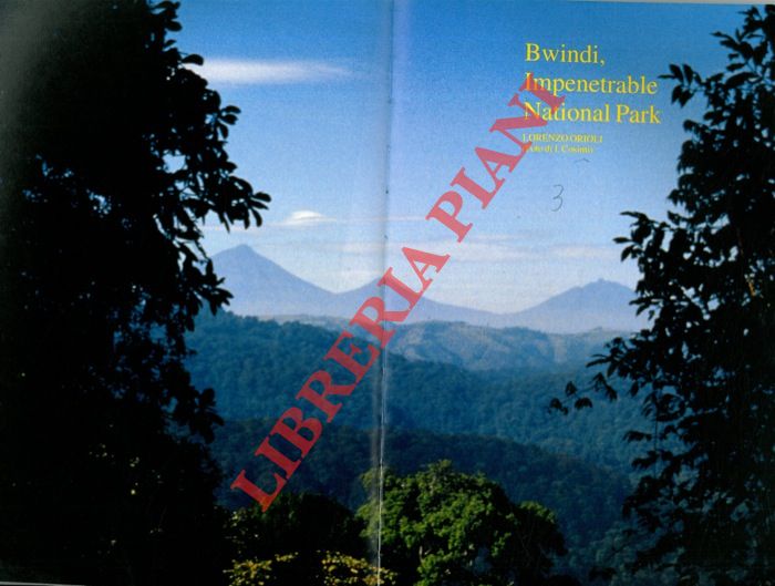 ORIOLI Lorenzo - - Bwindi, Impenetrable National Park.