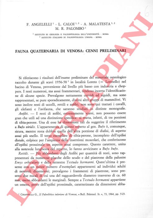 ANGELELLI F. - CALOI L. - MALATESTA A. - PALOMBO M. R. - - Fauna quaternaria di Venosa: cenni preliminari.