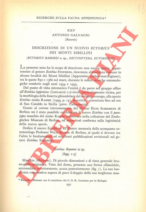 GALVAGNI Antonio - - Ricerche sulla fauna appenninica. Descrizione di un nuovo Ectobius dei Monti Sibillini (Ectobius Rammei n. sp. Dictyoptera, Ectobiidae) .