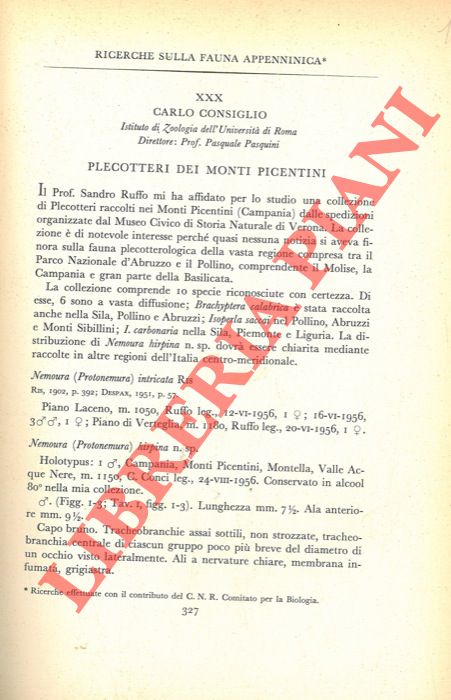 CONSIGLIO Carlo - - Ricerche sulla fauna appenninica. Plecotteri dei Monti Picentini.