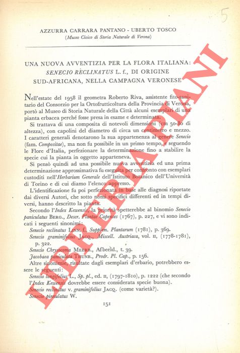 CARRARA PANTANO A. - TOSCO U. - - Una nuova avventizia per la flora italiana: Senecio reclinatus L.f. Di origine sud-africana, nella campagna veronese.