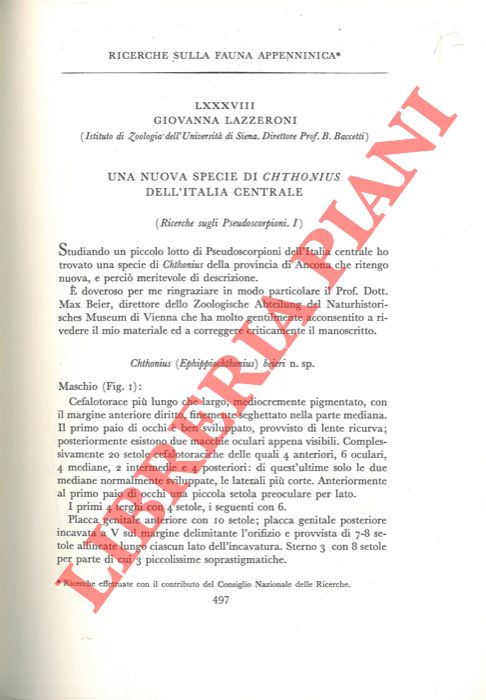LAZZERONI Giovanna - - Ricerche sulla fauna appenninica. Una nuova specie di Chthonius dell'Italia Centrale.