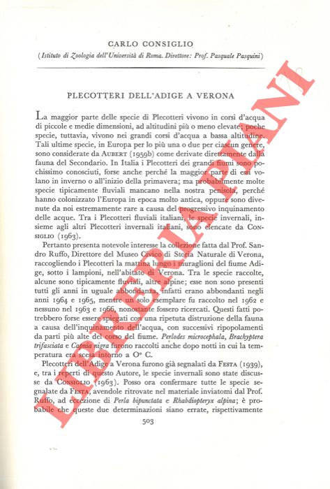 CONSIGLIO Carlo - - Plecotteri dell'Adige a Verona.