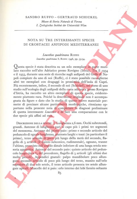 RUFFO Sandro - SCHCIKEL Gertraud - - Nota su tre interessanti specie di Crostacei Anfipodi mediterranei.